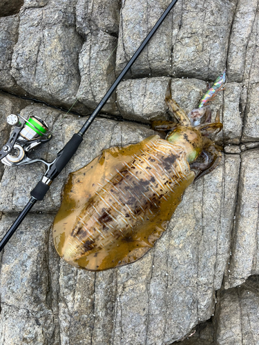 アオリイカの釣果