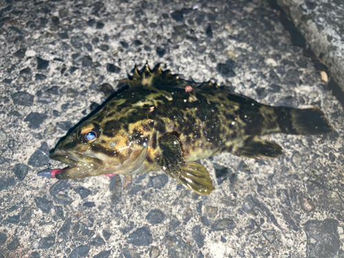 タケノコメバルの釣果