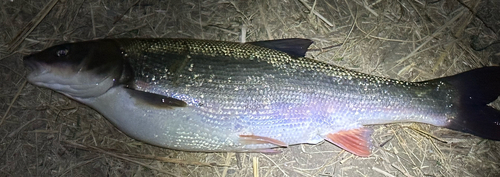 ウグイの釣果