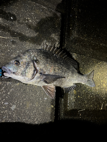 チヌの釣果