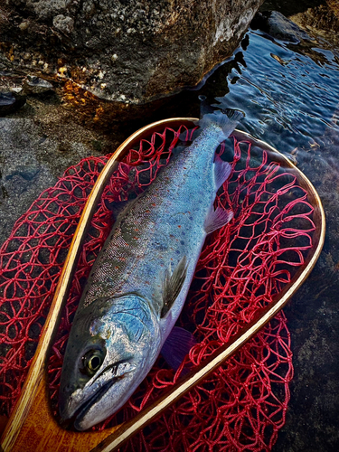 アマゴの釣果