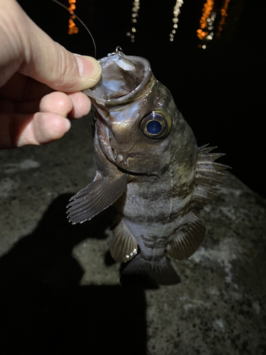 メバルの釣果