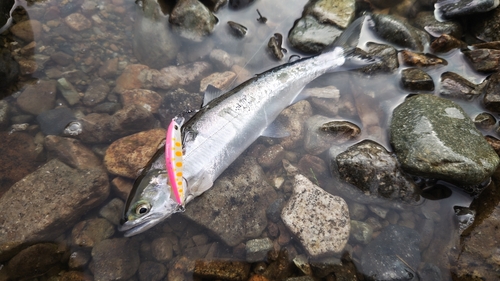 ヤマメの釣果