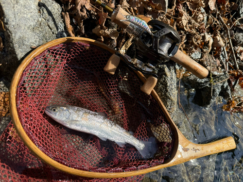 ヤマメの釣果