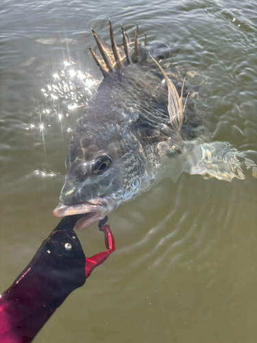 キビレの釣果