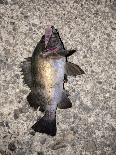 クロメバルの釣果