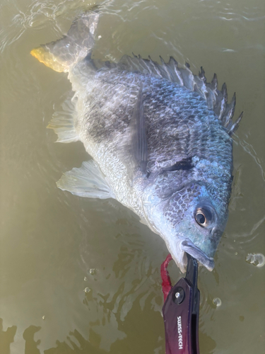 キビレの釣果