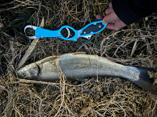 マルタウグイの釣果