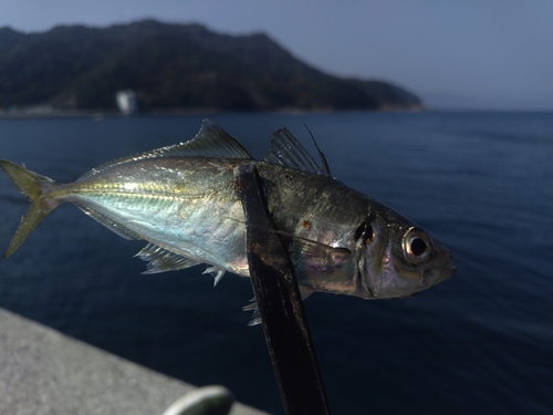 マアジの釣果