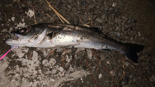 フッコ（マルスズキ）の釣果