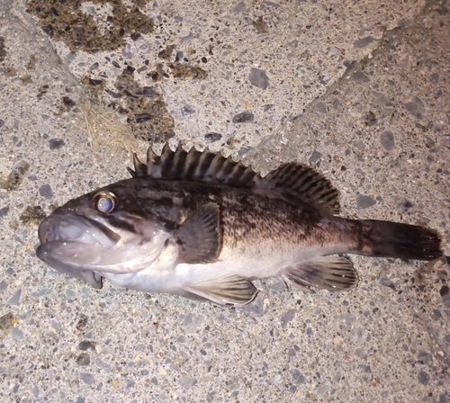 ソイの釣果