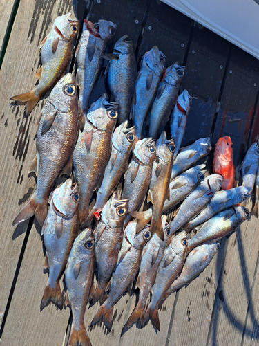 クロムツの釣果