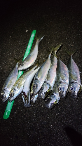 アジの釣果