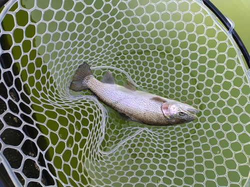 ニジマスの釣果