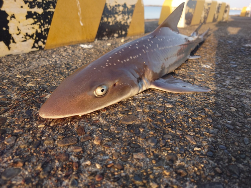 サメの釣果