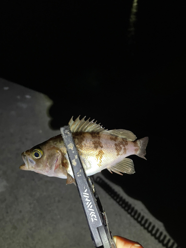 メバルの釣果