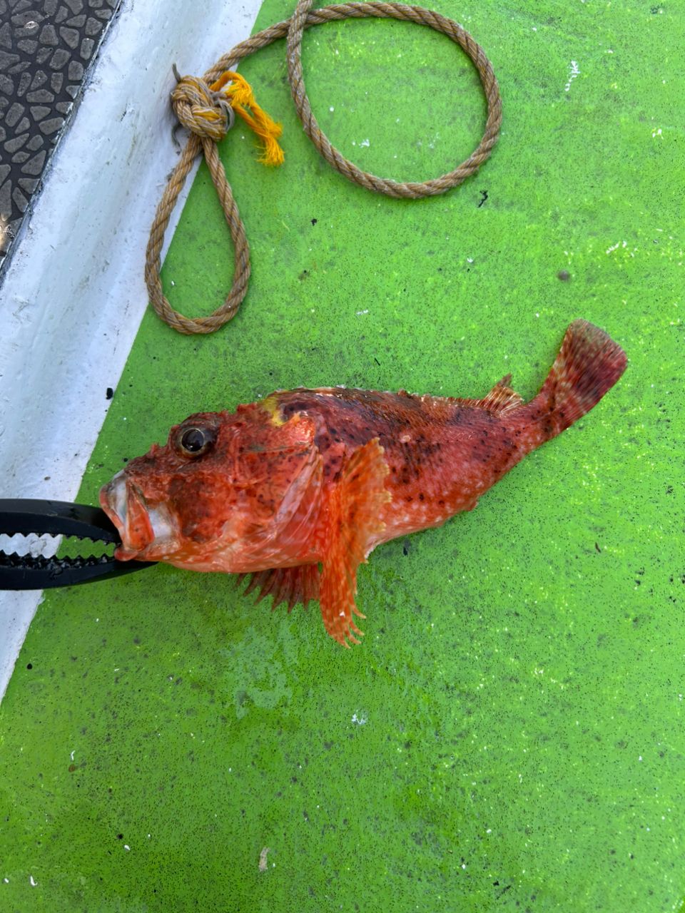 みき0110さんの釣果 2枚目の画像