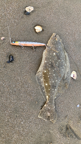 ヒラメの釣果