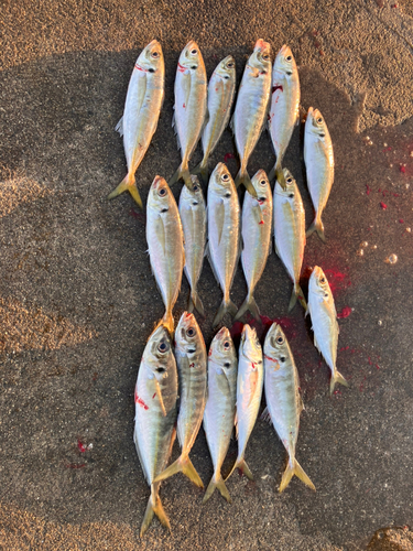 アジの釣果