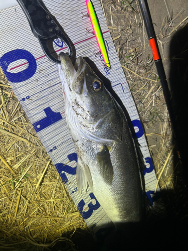 シーバスの釣果