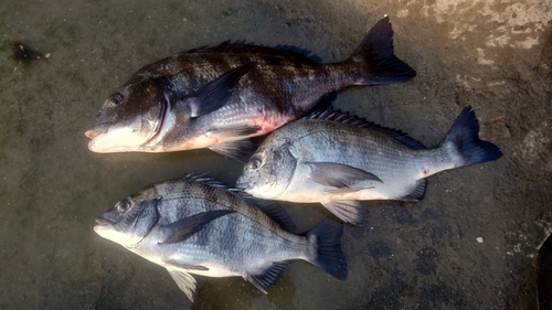 チヌの釣果