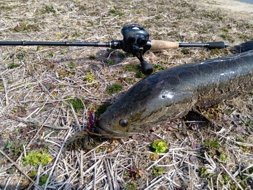 ライギョの釣果