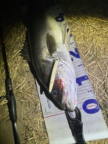 シーバスの釣果