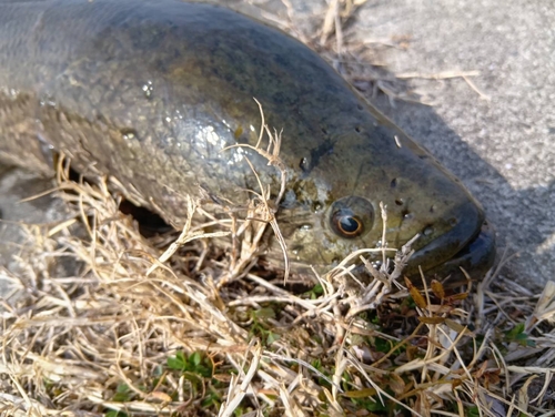 ライギョの釣果