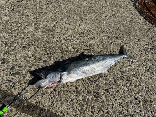 サゴシの釣果