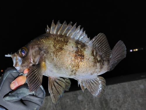 メバルの釣果