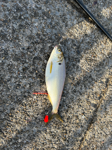 コノシロの釣果