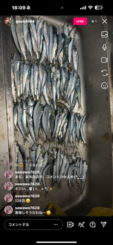 イワシの釣果