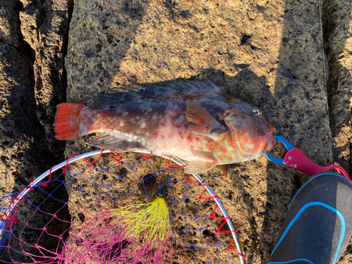 ブダイの釣果