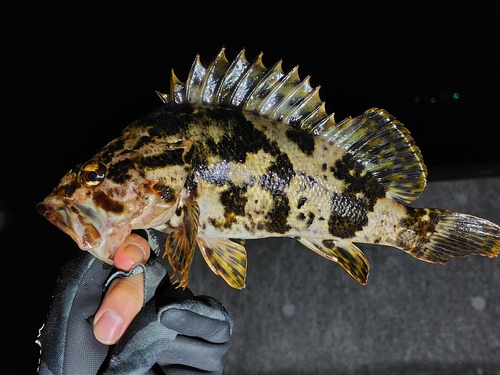 ベッコウゾイの釣果