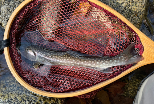 イワナの釣果