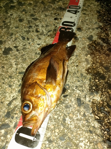 アカメバルの釣果