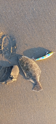 ソゲの釣果