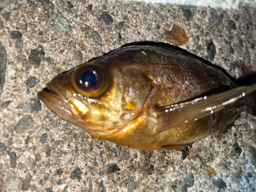 メバルの釣果