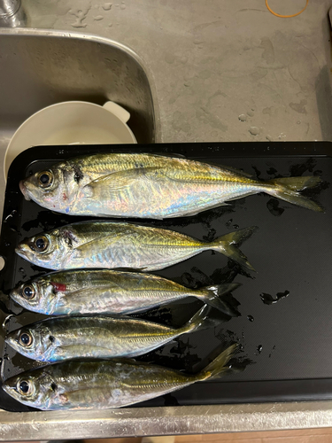 アジの釣果