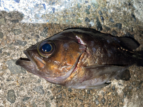 メバルの釣果