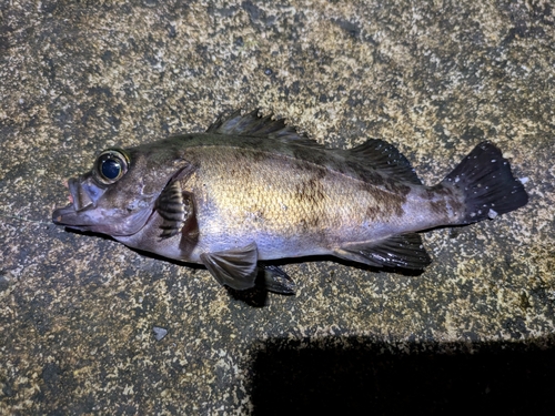 シロメバルの釣果