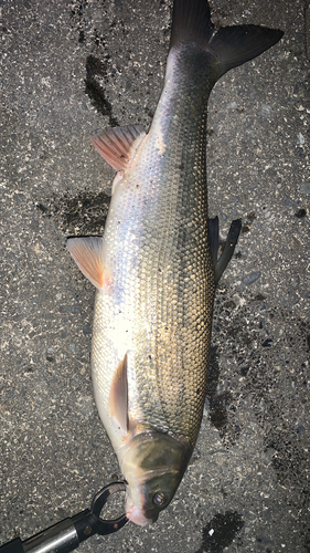 ニゴイの釣果