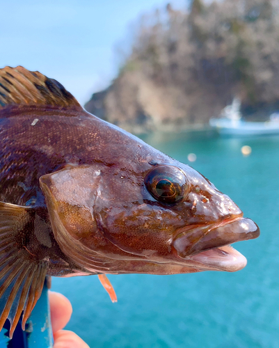 アイナメの釣果