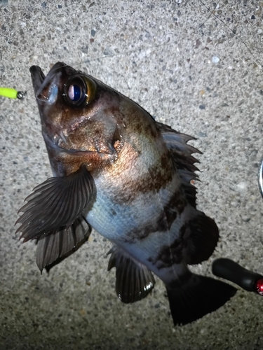 メバルの釣果