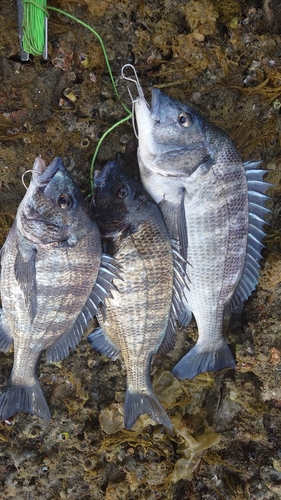 チヌの釣果