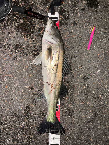 シーバスの釣果