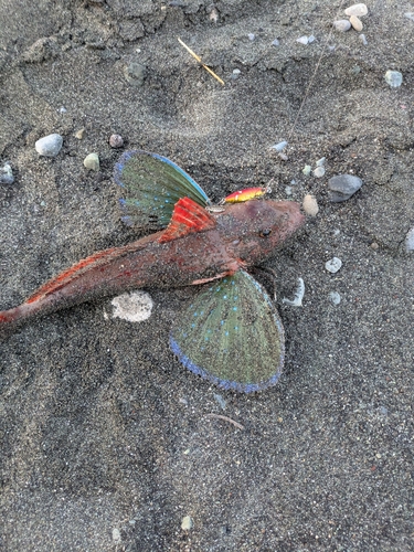 ホウボウの釣果