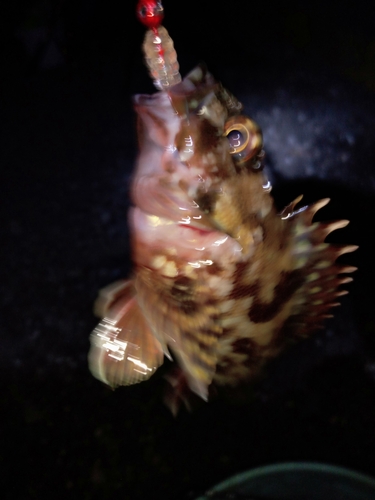 カサゴの釣果