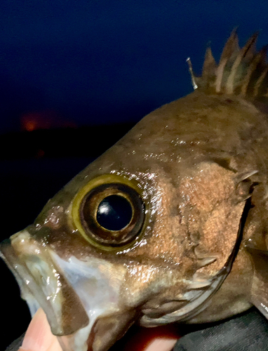 メバルの釣果