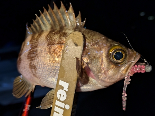 メバルの釣果